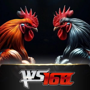 Ws168 Sabung - JOOX138