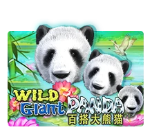 Wild Giant Panda - JOOX138